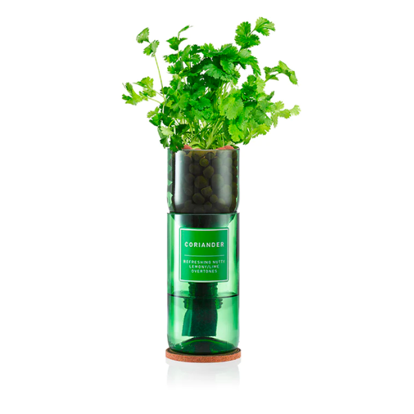 Hydro Herbs | Coriander Hydro Herb kit | A Little Find