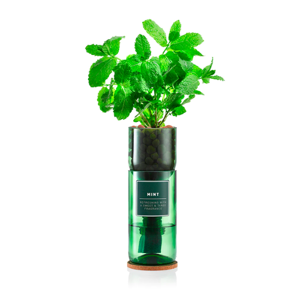 Hydro Herbs | Mint Hydro Herb kit | THE FIND